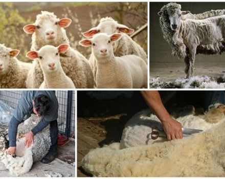 When and how to shear sheep, step by step instructions and what to use