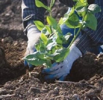 Quelle composition du sol est nécessaire pour les myrtilles de jardin et comment le fabriquer vous-même