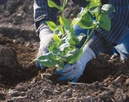 Quelle composition du sol est nécessaire pour les bleuets de jardin et comment le fabriquer vous-même