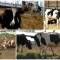 Prescription of feed antibiotics for cattle, top-5 formulations and instructions