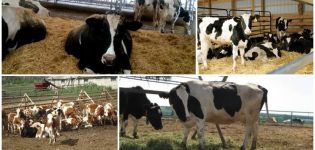 The essence of the loose cow method, advantages and disadvantages