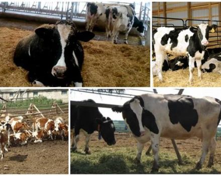 Prescription of feed antibiotics for cattle, top-5 formulations and instructions