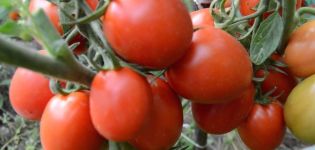 Characteristics and description of the tomato variety Artist f1, its yield