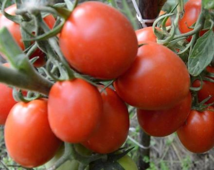 Characteristics and description of the tomato variety Artist f1, its yield