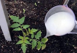 Što i kada je bolje hraniti sadnice rajčice, tako da budu gipke