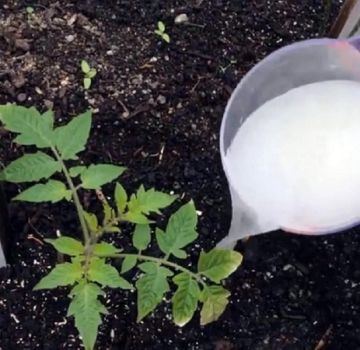 Hvad og hvornår er det bedre at fodre tomatplanter, så de er fyldige