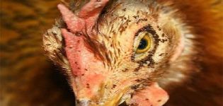 Causes et symptômes de l'apparition des poux de poulet, comment les éliminer et que faire pour la prévention