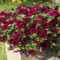 Description de 11 variétés de pétunia en cascade, plantation et entretien en plein champ