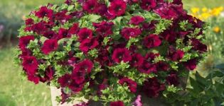 Description de 11 variétés de pétunia en cascade, plantation et entretien en plein champ