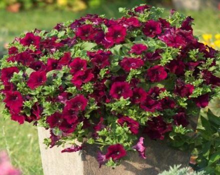 Description de 11 variétés de pétunia en cascade, plantation et entretien en plein champ