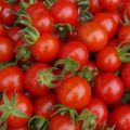 What are the best varieties of tomatoes for a polycarbonate greenhouse