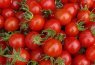 What are the best varieties of tomatoes for a polycarbonate greenhouse