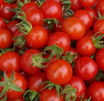 ¿Cuáles son las mejores variedades de tomates para un invernadero de policarbonato?