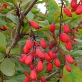 When and how to properly propagate barberry by cuttings and layering at home