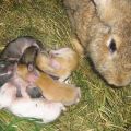 Nuances of winter rabbit breeding and breeding rules for outdoor keeping