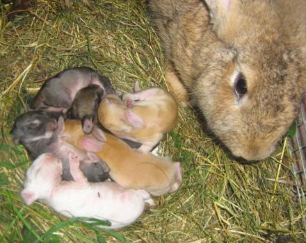 Nuances des règles d'élevage et d'élevage de lapins d'hiver pour l'élevage en extérieur