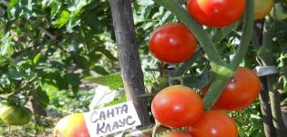 Description of the tomato variety Santa Claus, growing and caring for him