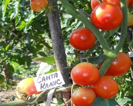 Penerangan mengenai pelbagai jenis tomato Santa Claus, tumbuh dan merawatnya