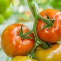 Examen des meilleures variétés de tomates pour la région de Volgograd