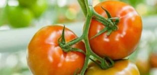 Review of the best varieties of tomatoes for the Volgograd region