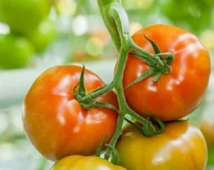 Kajian semula jenis tomato terbaik untuk wilayah Volgograd