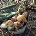 Le bon moment pour retirer les oignons du jardin en Sibérie