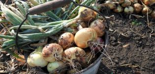 Le bon moment pour retirer les oignons du jardin en Sibérie