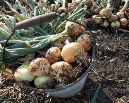 Le bon moment pour retirer les oignons du jardin en Sibérie