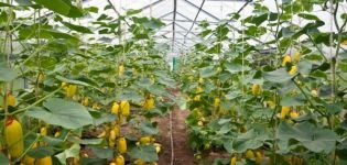 How to blind cucumbers outdoors and in the greenhouse