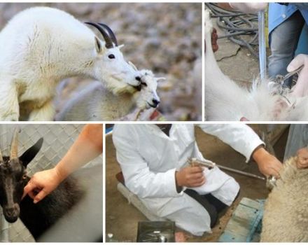 Pros and cons of artificial insemination of goats, timing and rules