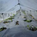 Cómo plantar y cultivar pepinos en campo abierto debajo de una película.