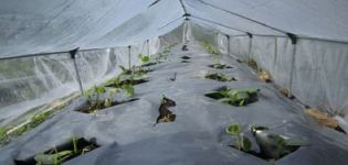 Cómo plantar y cultivar pepinos en campo abierto debajo de una película.