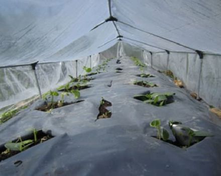 How to plant and grow cucumbers in the open field under a film