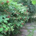 Comment propager rapidement les framboises remontantes, les méthodes et le moment de la récolte des boutures