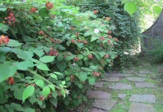 How to quickly propagate remontant raspberries, methods and timing of harvesting cuttings