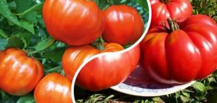 Descripción de la variedad de tomate Orlets, características de cultivo y rendimiento.