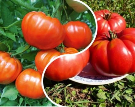 Descripción de la variedad de tomate Orlets, características de cultivo y rendimiento.