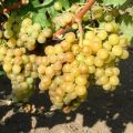 Description of hybrid grape varieties Pearls Black, Pink, White and Saba