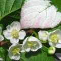 Descripción y características de la variedad Actinidia Doctor Shimanovsky, plantación y cuidado.