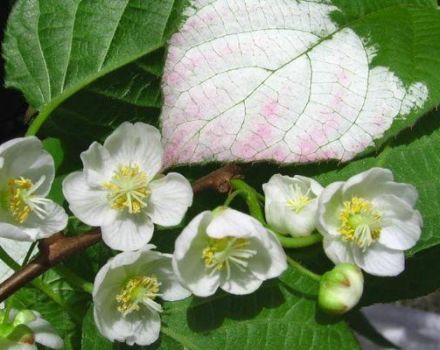 Description and characteristics of the Actinidia variety Doctor Shimanovsky, planting and care