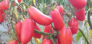 Description and characteristics of the tomato variety Scarlet candles