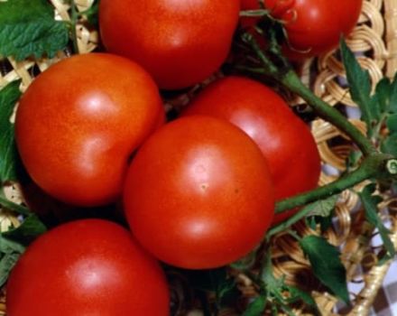 The best varieties of tomatoes for a polycarbonate greenhouse in the Moscow region