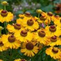 Paglalarawan ng 20 mga uri at uri ng pangmatagalang helenium, pagtatanim at pangangalaga sa bukas na bukid