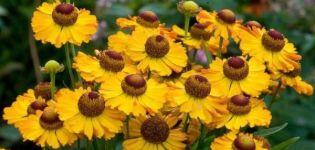 Description of 20 varieties and types of perennial helenium, planting and care in the open field