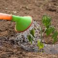 Comment pulvériser des tomates avec des engrais à base de lait et d'iode, est-ce possible