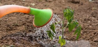 Comment pulvériser des tomates avec des engrais à base de lait et d'iode, est-ce possible