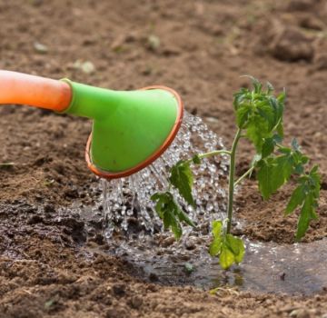 Como borrifar tomates com fertilizante de leite e iodo, é possível