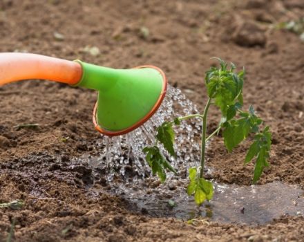 Comment pulvériser des tomates avec des engrais à base de lait et d'iode, est-ce possible