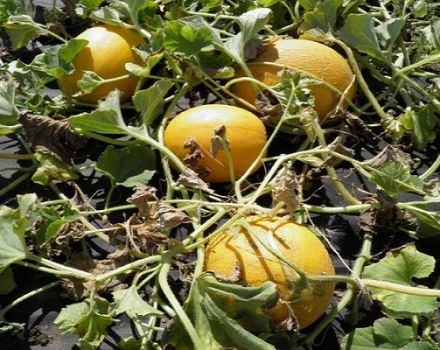 Description de la variété de melon d'Aikido, caractéristiques de culture et d'entretien