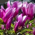 Description and characteristics of the Susan magnolia variety, planting and care